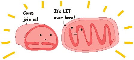 Cartoon of two mitochondria